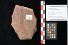 Foto (Objekt + Etikett) von Quercus palaeoilex Ettingshausen (NHMW-GEO-2024-0188-0826)